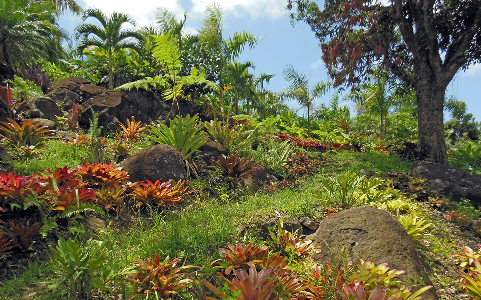"The garden at our El Yunque ecolodge."